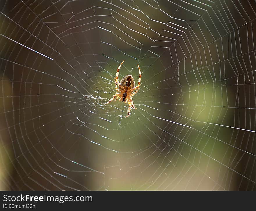 Small spider on white glossy wide cobweb. Small spider on white glossy wide cobweb