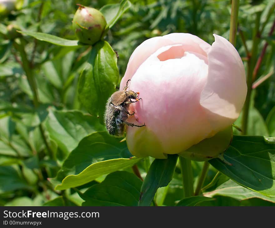 A close-up of the beetle on flower of peony. Summer. Russian Far East, Primorye. A close-up of the beetle on flower of peony. Summer. Russian Far East, Primorye.