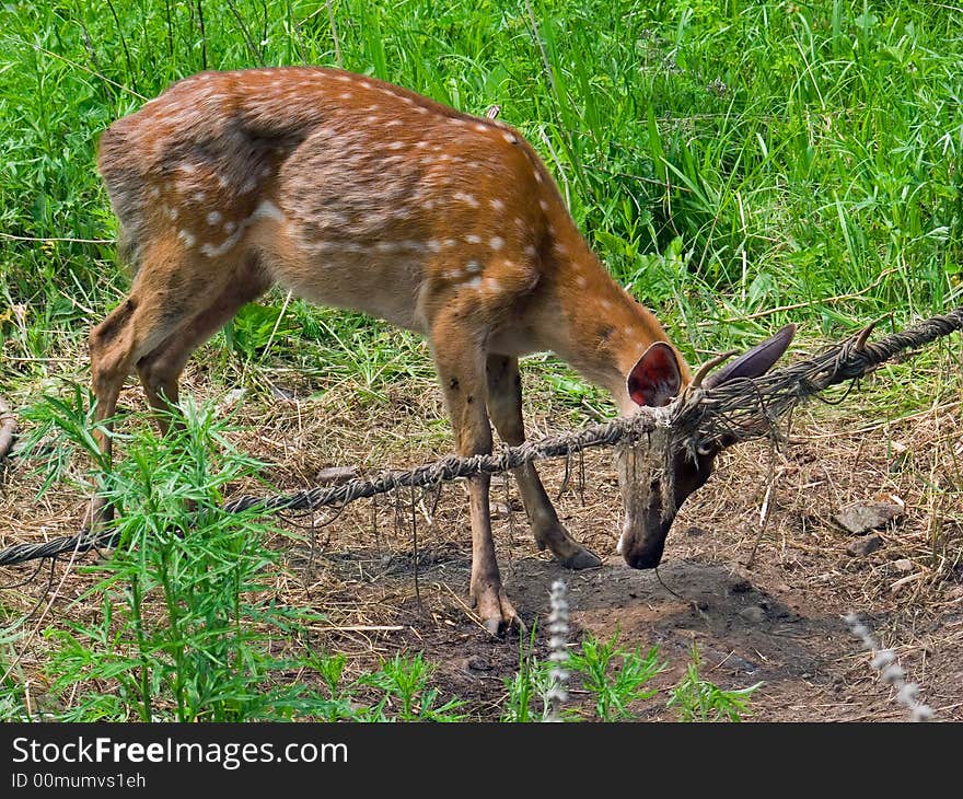 A sika (spottid) deer is afouling with its horns in net. Russian Far East, Primorye. A sika (spottid) deer is afouling with its horns in net. Russian Far East, Primorye.