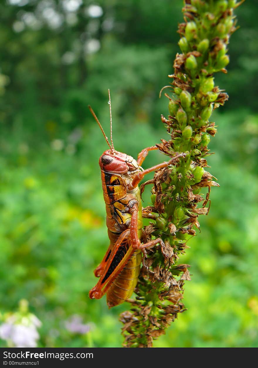 A close-up of a grasshopper  on blade of grass. Russian Far East, Primorye. A close-up of a grasshopper  on blade of grass. Russian Far East, Primorye.