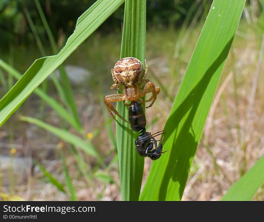 A close up of the small spider on grass with caught ant. South of Russian Far East. A close up of the small spider on grass with caught ant. South of Russian Far East.