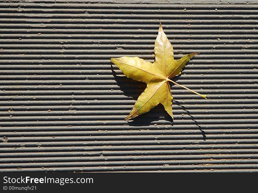 A  leaf on the ground