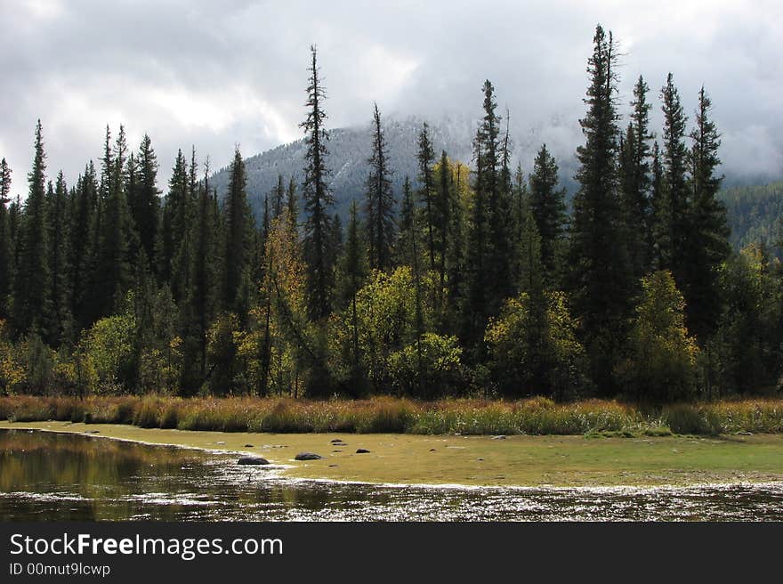 Green forest at riverside in fall. Green forest at riverside in fall