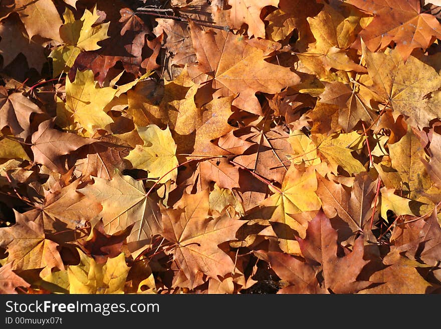 Autumn leaves