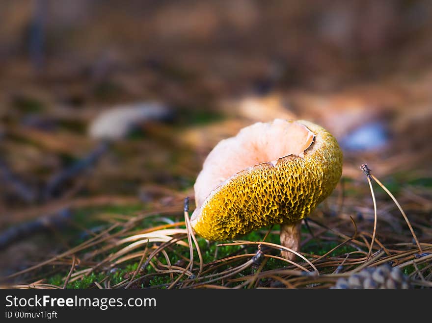 Toadstool in forest