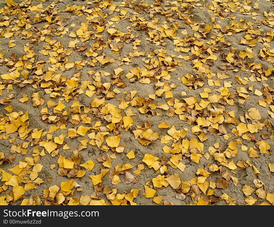 Texture of autumnal leaves for backgrounds. Texture of autumnal leaves for backgrounds