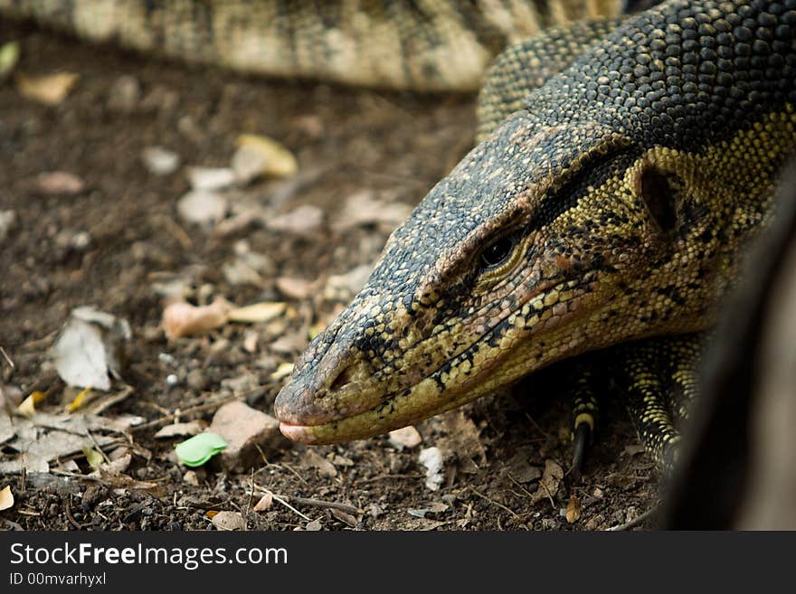 Varanus salvator