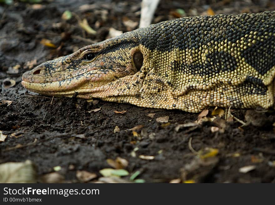 Varanus salvator