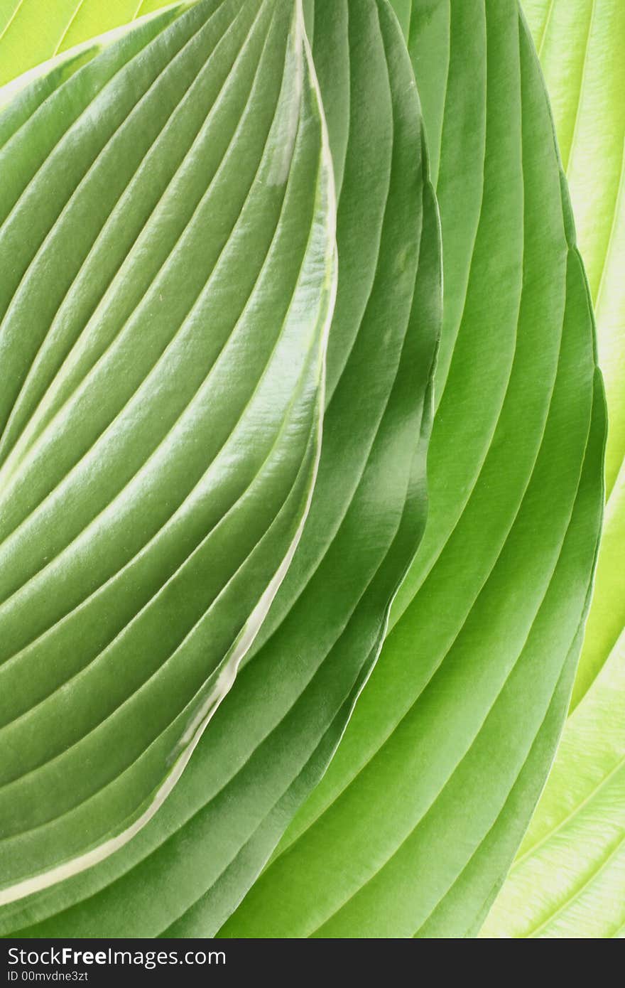 Green Leaf Pattern