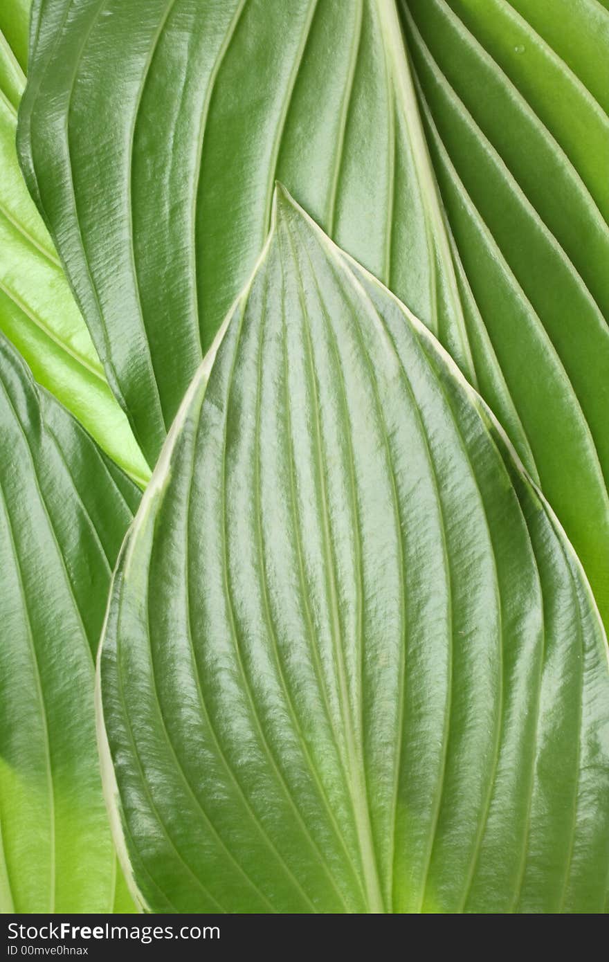 Green Leaf Abstract Pattern