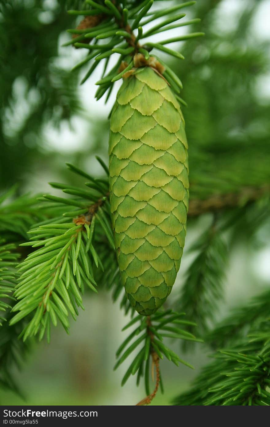 Evergreen plant - a pine. Pine Cone