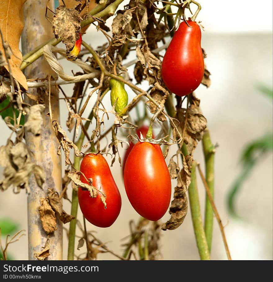 Red tomato on the planting