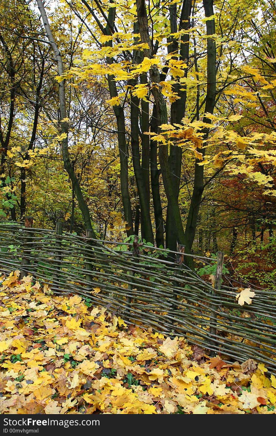 Wattle-fence in the autumn forest beautiful yellow leaves