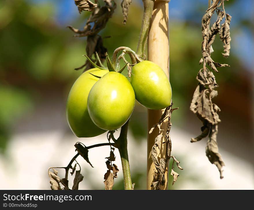 Green tomato on the planting