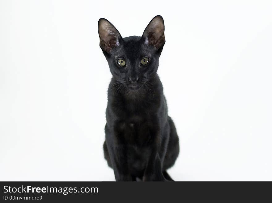 Black cat looking at camera. The head is in focus and the body is a little bit out focus