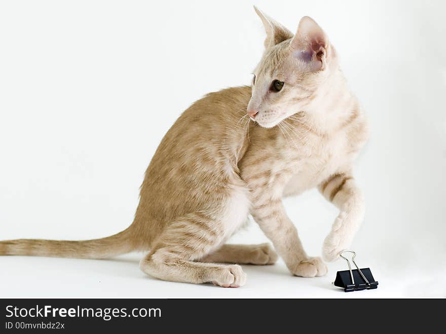 Cream cat on the white background. Cream cat on the white background