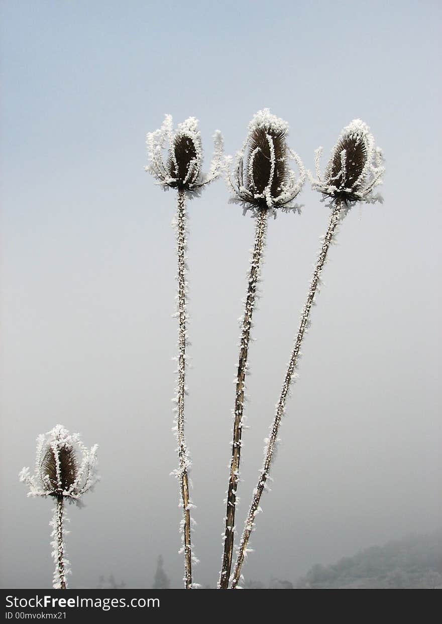 This shows three frozen flower heads towering above one shorted frozen flower. This shows three frozen flower heads towering above one shorted frozen flower.