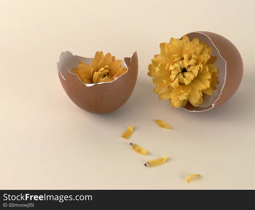 Dry everlastings in broken eggshells on sand yellow background