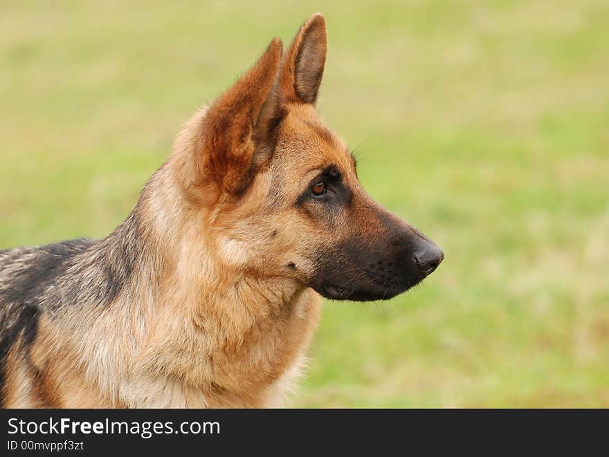 German shepherd dog portrait in garden