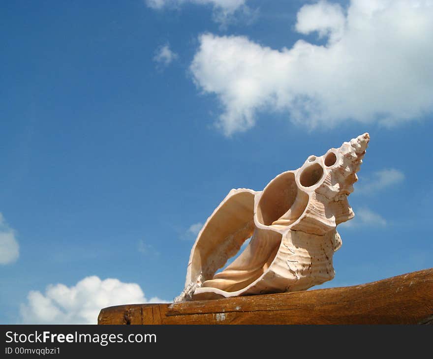 A shell rests on a wooden fence with the sky as a background. A shell rests on a wooden fence with the sky as a background