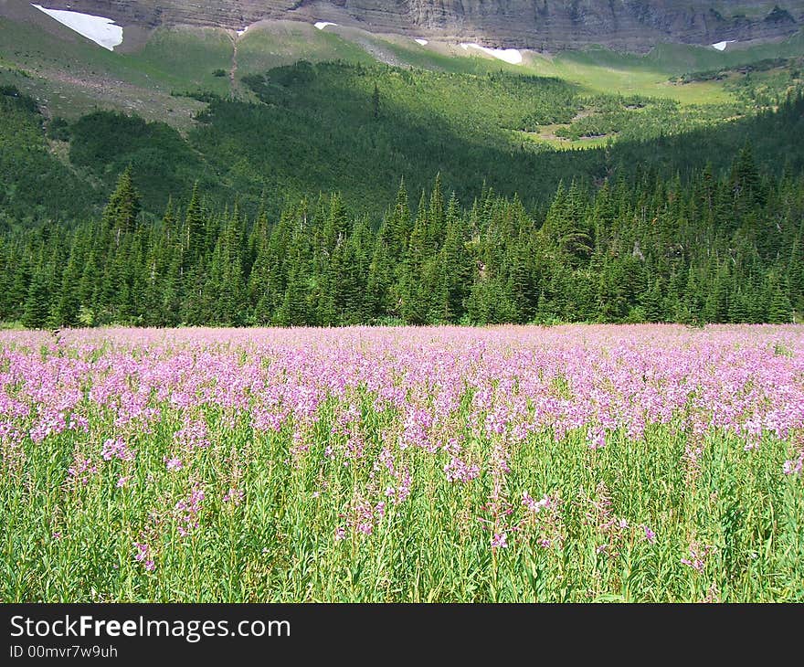 Mountain Meadow