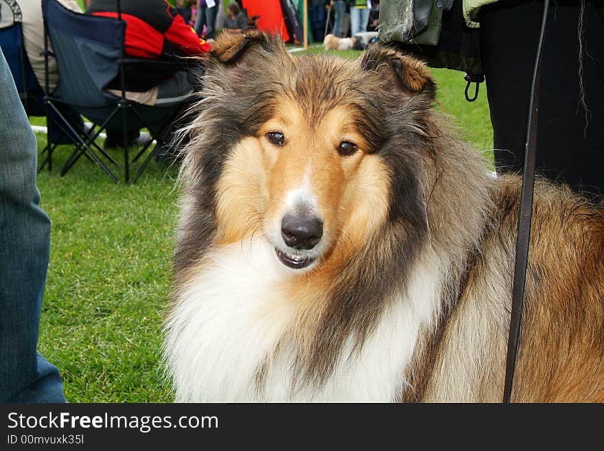 A picture of the breed Collie.