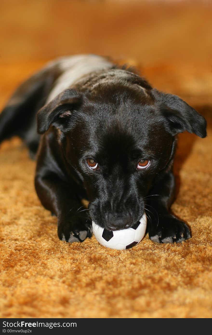 Black labrador retriever playing with football. Black labrador retriever playing with football