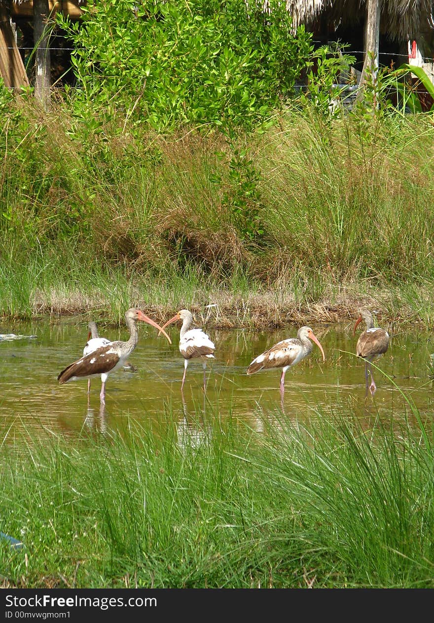 A group of egrets wade in a pond for food