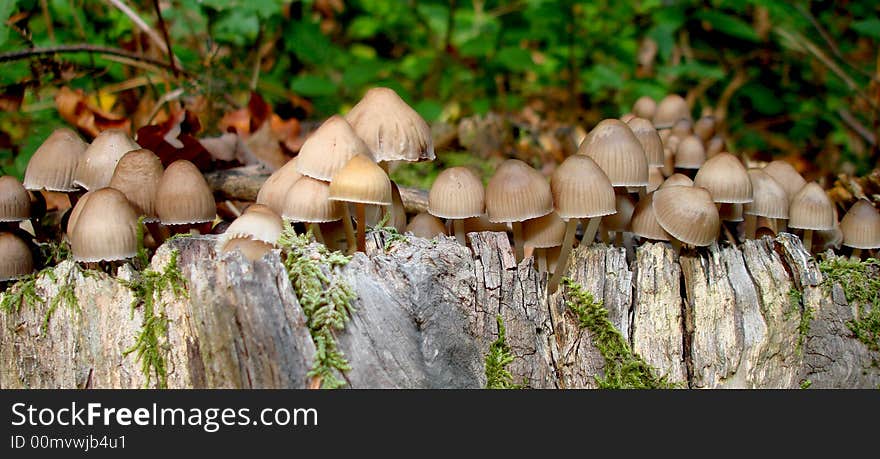 Little Mushrooms