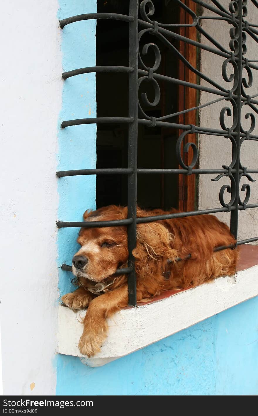 Dog in a Window