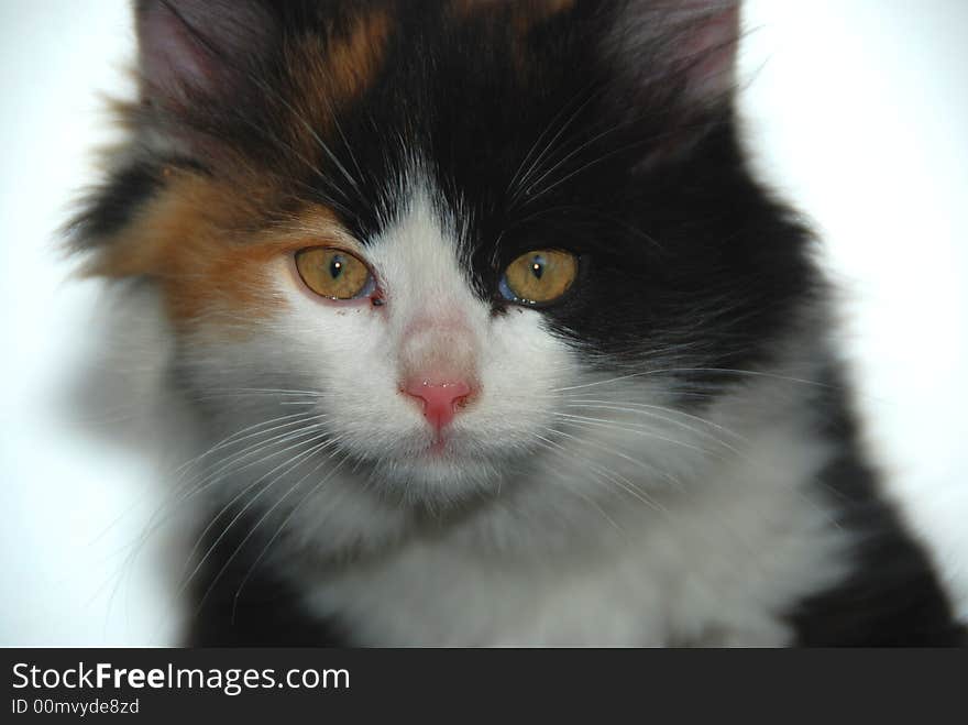 Close up of a cat face. Close up of a cat face