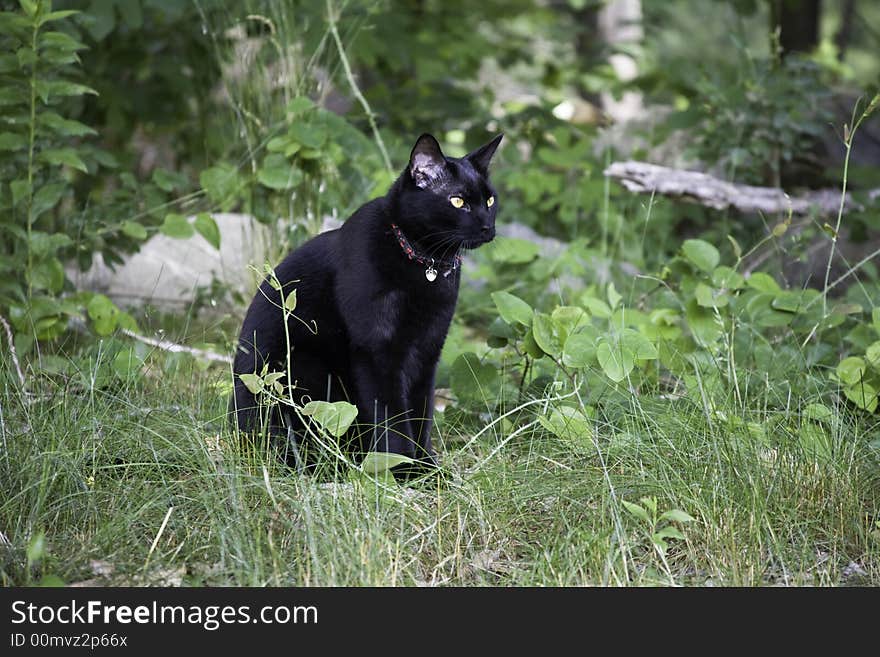 Domestic cat in woods waiting for next prey. Domestic cat in woods waiting for next prey