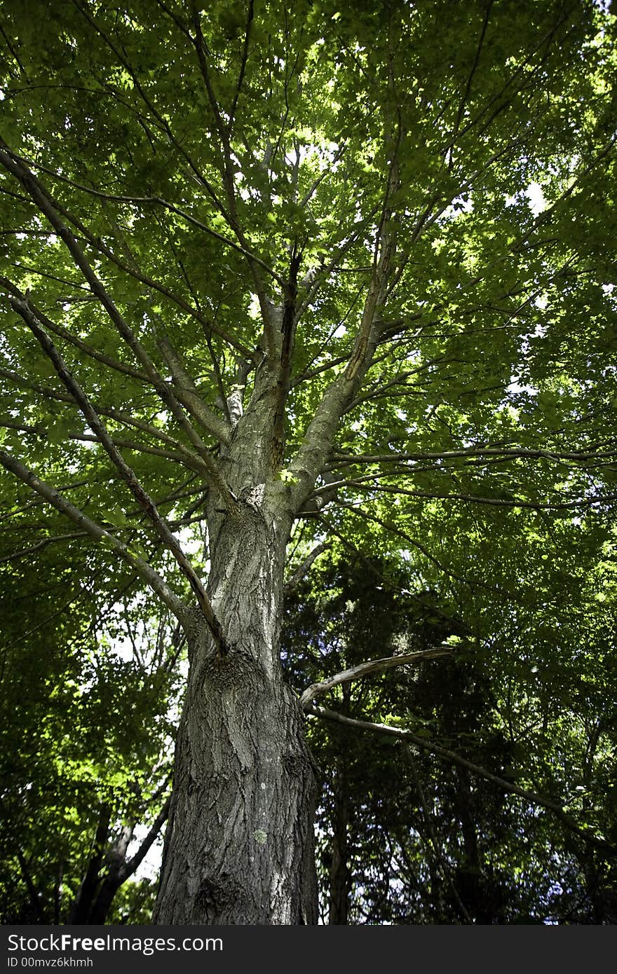 Beautiful tall majestic tree with sun beaming through the leaves in the forest