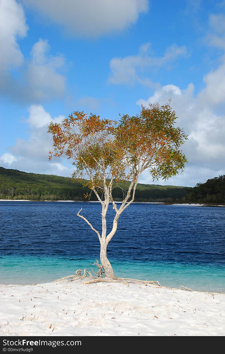 A tree by the beach blue sky. A tree by the beach blue sky