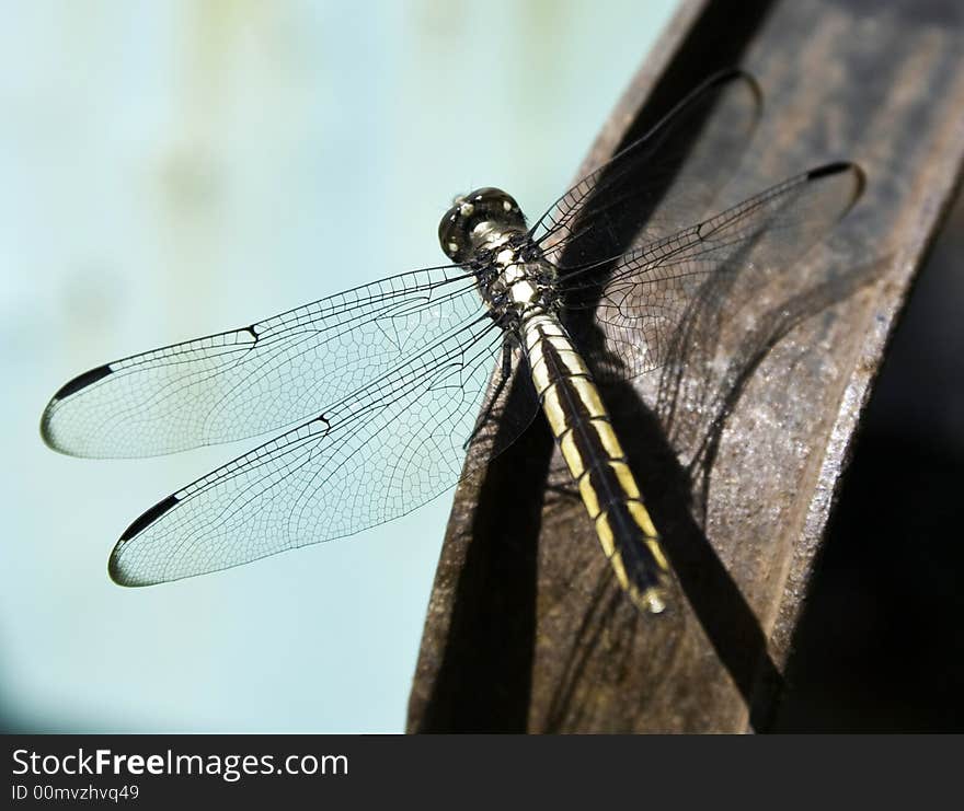 Dragonfly resting on a rusty wheel barrel on a sunny day. Dragonfly resting on a rusty wheel barrel on a sunny day