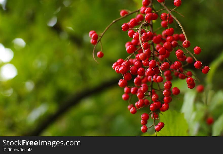 Red Bean on the Tree