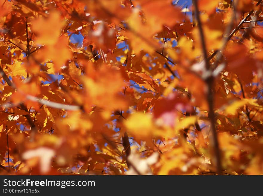 Maple tree with beautiful fall colors in the morning light. Maple tree with beautiful fall colors in the morning light