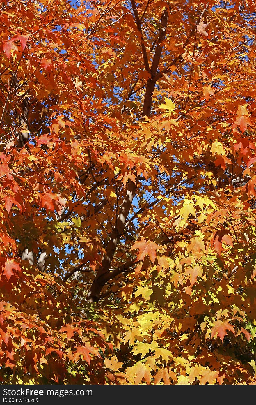 Maple tree with beautiful fall colors in the morning light. Maple tree with beautiful fall colors in the morning light