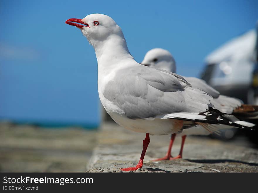 Sea Gulls sat on a wall