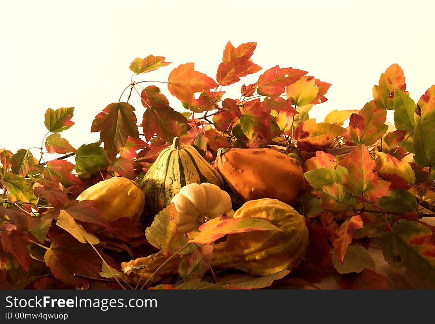 Colorful Autumn leaves carefully arranged around the squash of the season, deep greens and vivid orange squash adorn the center of this seasonal arrangement. Colorful Autumn leaves carefully arranged around the squash of the season, deep greens and vivid orange squash adorn the center of this seasonal arrangement.