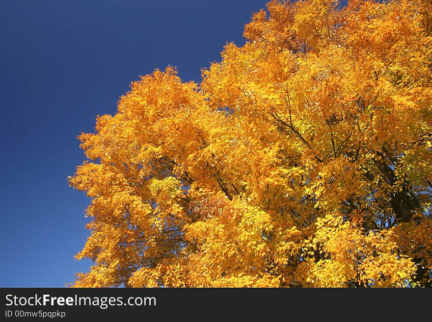 Vivid fall colors against a deep blue sky. Vivid fall colors against a deep blue sky