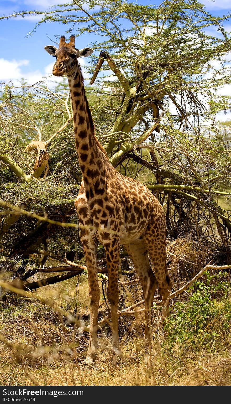 A giraffe standing in the bush on the maasai mara game reserve in Kanya. A giraffe standing in the bush on the maasai mara game reserve in Kanya.