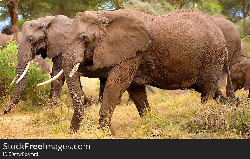 African elephants in kenya on a maasai mara game reserve.