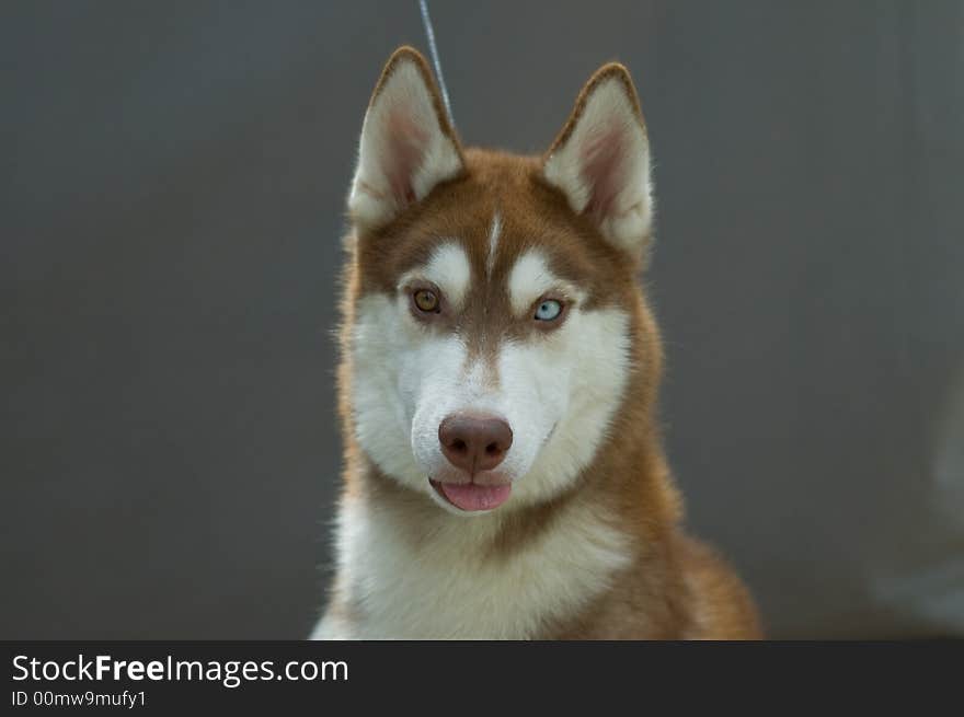 Picture of a husky head over gray background