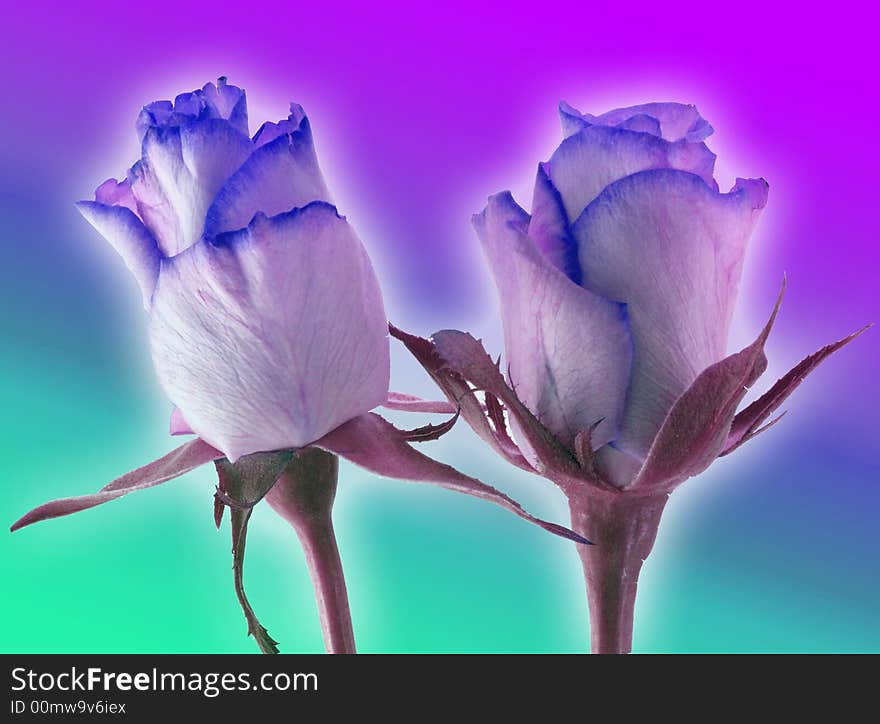 Blue roses on a colorful background