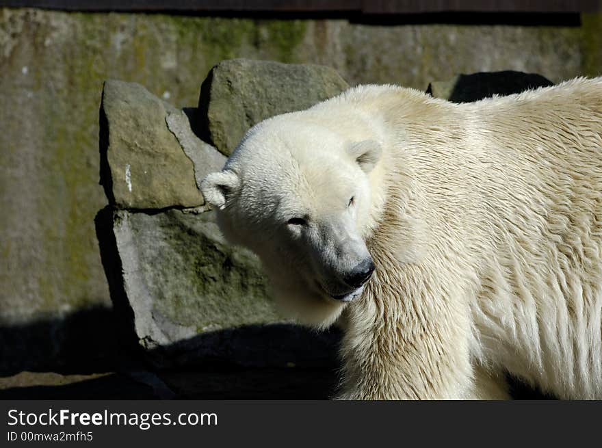 White (polar) bear in Zoo