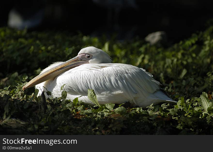 White pelican rest and look