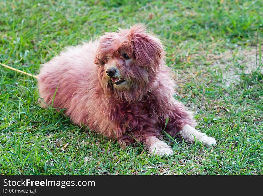 Image of a dog that is colored its hair