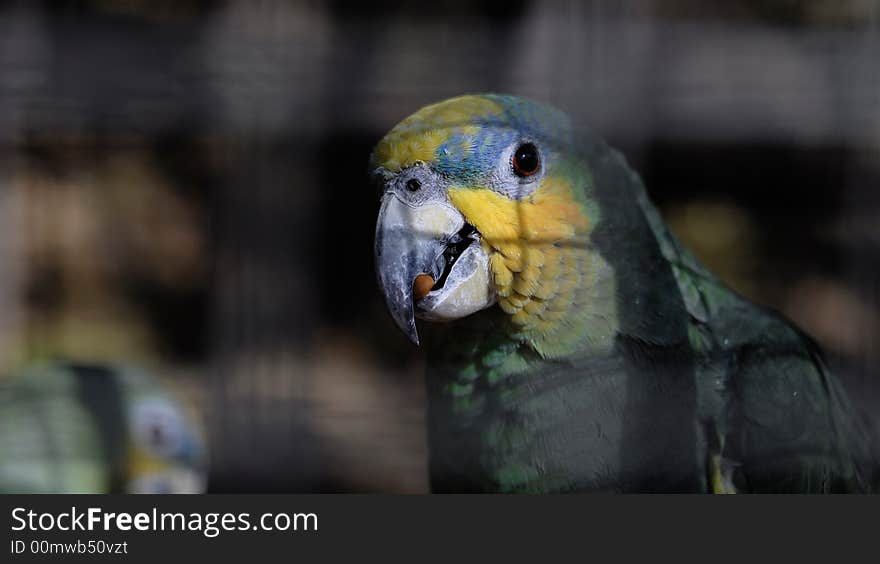 A Parrot In Cage