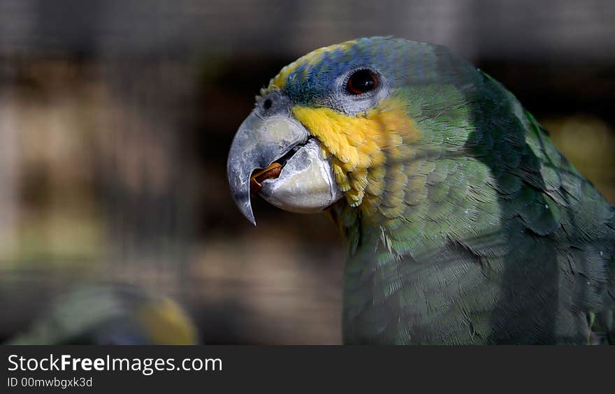 A parrot in cage